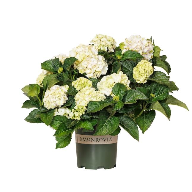 Hydrangea Macrophylla 'seaside Serenade Cape Lookout' - View 37 from www redcrocus com