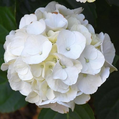 Hydrangea Macrophylla 'seaside Serenade Cape Lookout' - View 38 from www redcrocus com