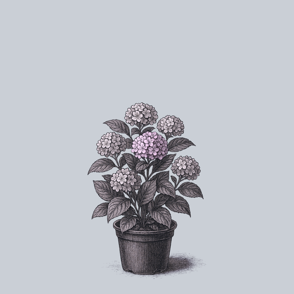 Hydrangea Macrophylla 'seaside Serenade Cape Lookout' - View 39 from www redcrocus com