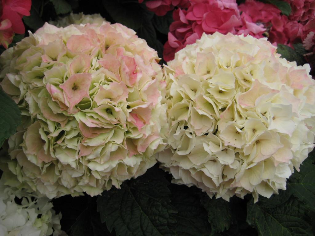 Hydrangea Macrophylla 'seaside Serenade Cape Lookout' - View 3 from www redcrocus com