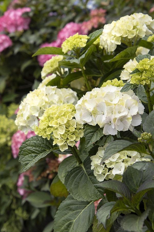 Hydrangea Macrophylla 'seaside Serenade Cape Lookout' - View 40 from www redcrocus com