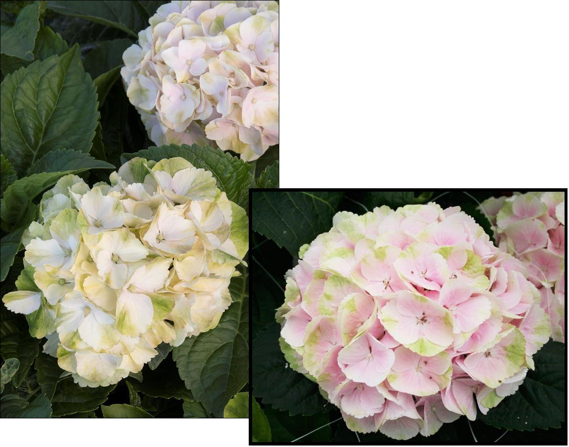 Hydrangea Macrophylla 'seaside Serenade Cape Lookout' - View 5 from www redcrocus com
