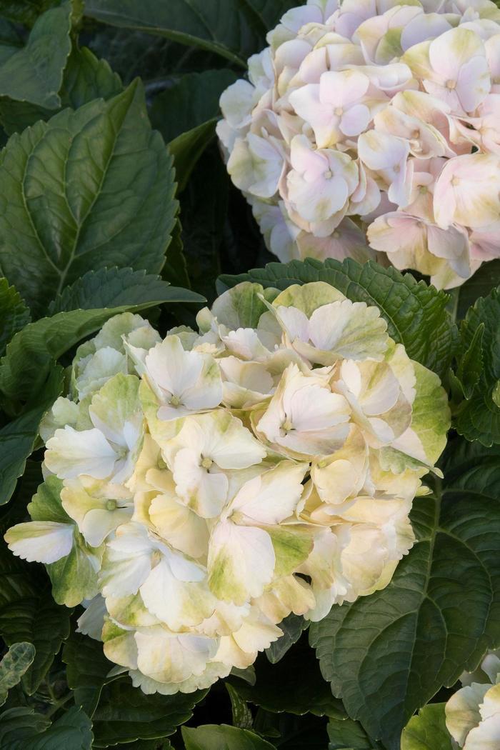 Hydrangea Macrophylla 'seaside Serenade Cape Lookout' - View 9 from www redcrocus com