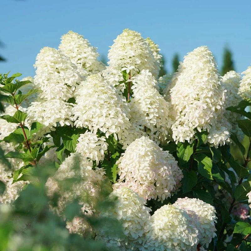 Hydrangea Paniculata Quick Fire Fab - View 20 from www redcrocus com