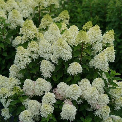 Hydrangea Paniculata Quick Fire Fab - View 3 from www redcrocus com