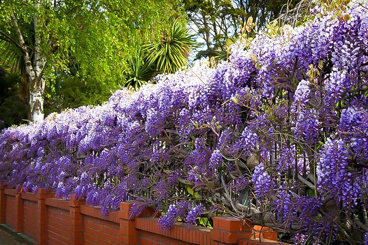 Wisteria Frutescens Amethyst Falls - View 10 from www redcrocus com