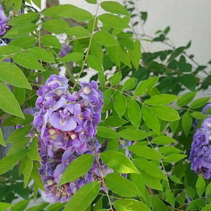 Wisteria Frutescens Amethyst Falls - View 12 from www redcrocus com