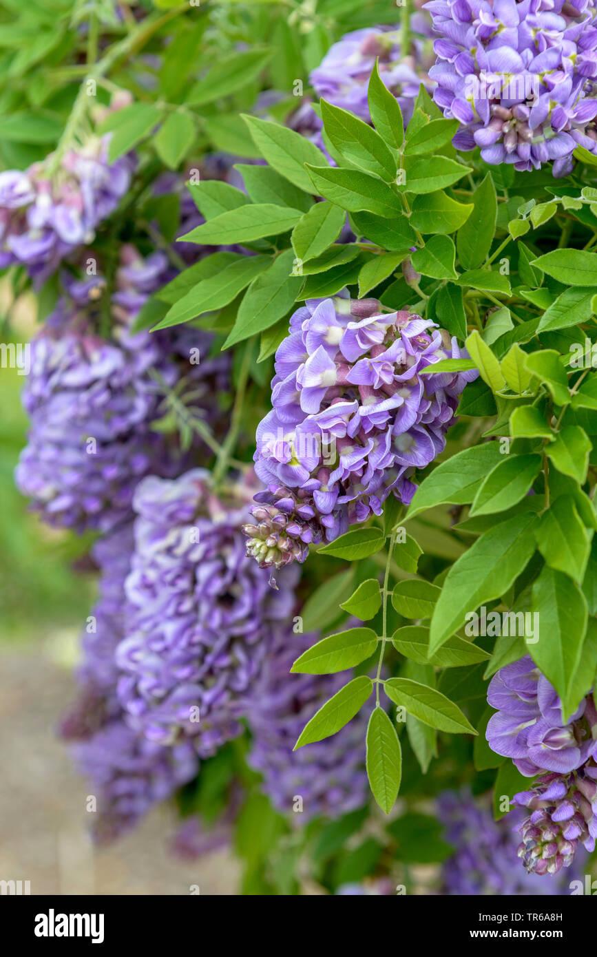 Wisteria Frutescens Amethyst Falls - View 15 from www redcrocus com