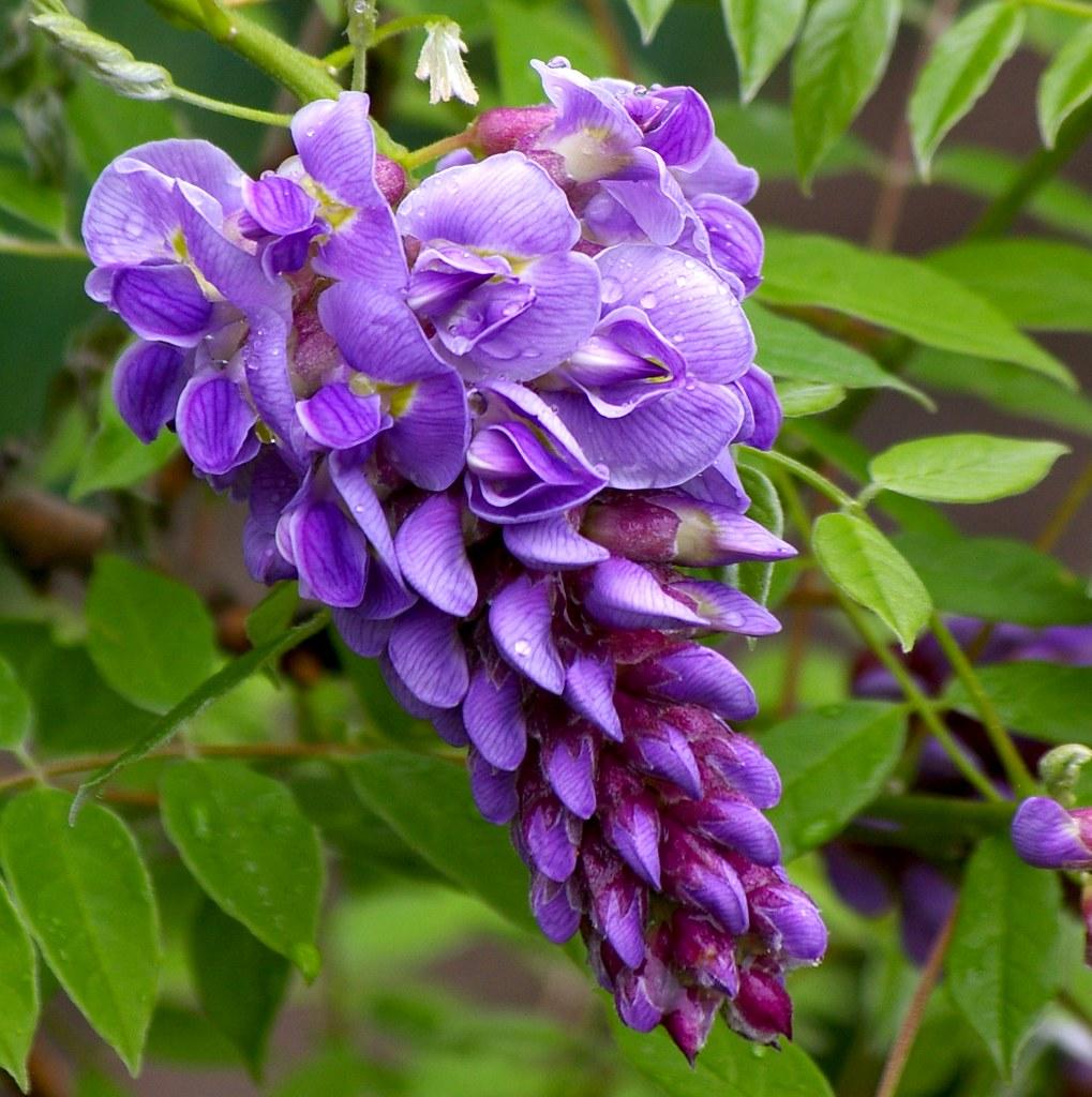 Wisteria Frutescens Amethyst Falls - View 18 from www redcrocus com