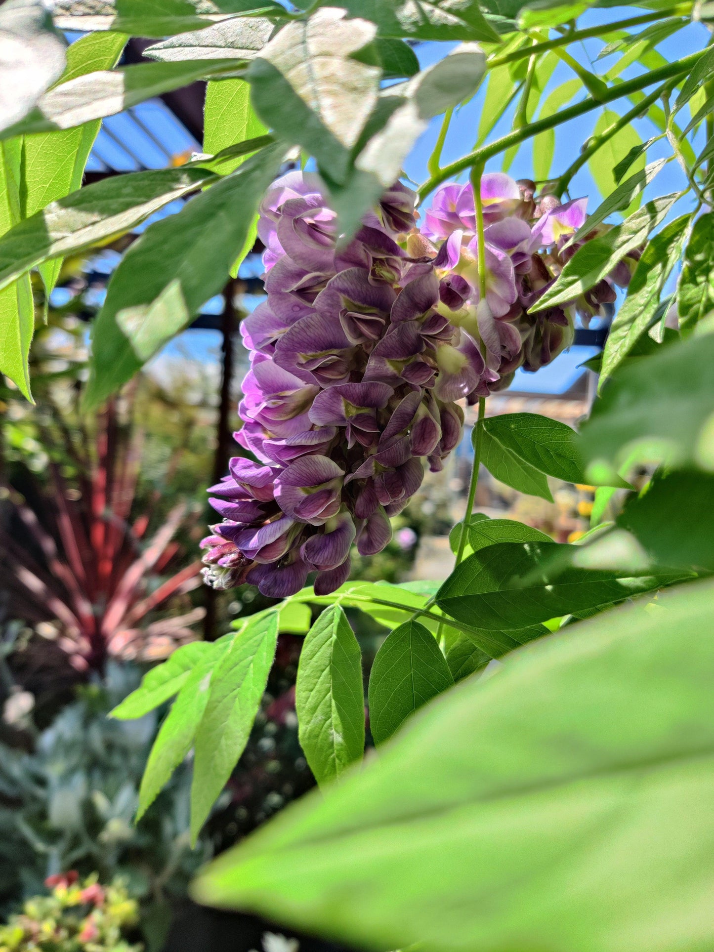 Wisteria Frutescens Amethyst Falls - View 7 from www redcrocus com