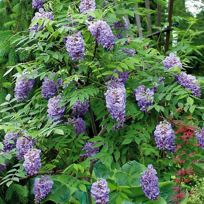 Wisteria Frutescens Amethyst Falls - View 9 from www redcrocus com