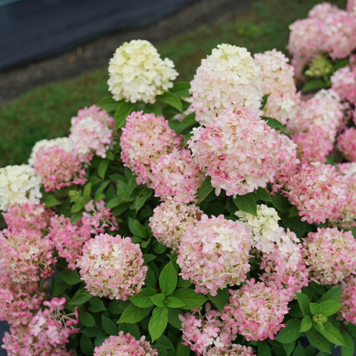 Hydrangea Paniculata Firelight Tidbit - View 10 from www redcrocus com