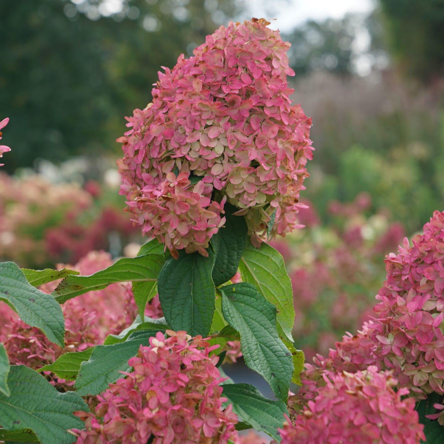 Hydrangea Paniculata Firelight Tidbit - View 12 from www redcrocus com
