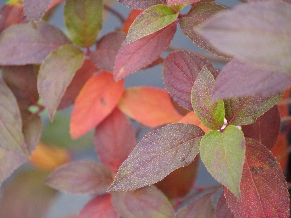 Hydrangea Paniculata Firelight Tidbit - View 13 from www redcrocus com