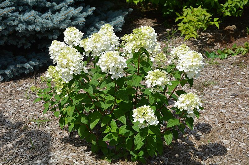 Hydrangea Paniculata Firelight Tidbit - View 15 from www redcrocus com