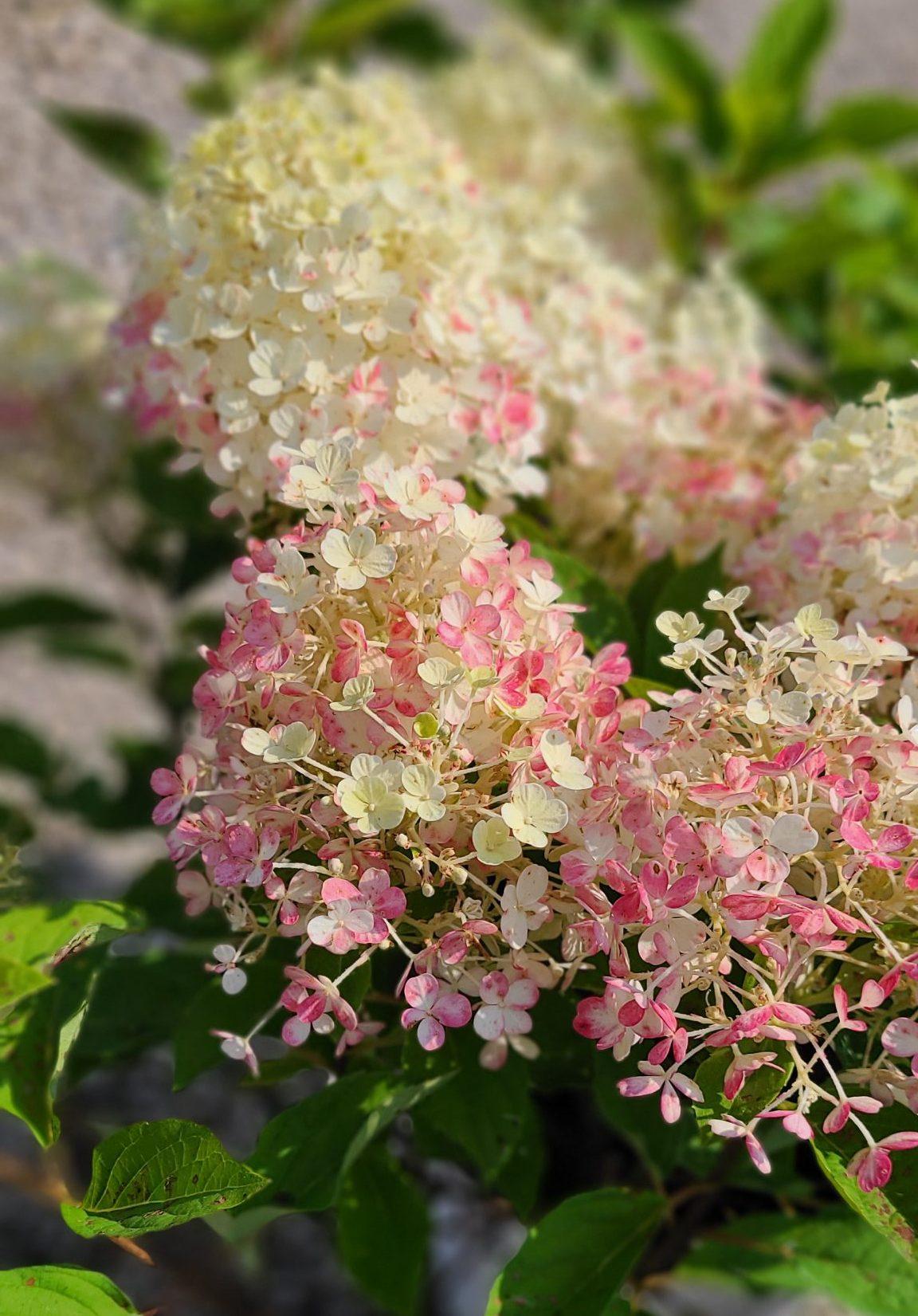 Hydrangea Paniculata Firelight Tidbit - View 16 from www redcrocus com