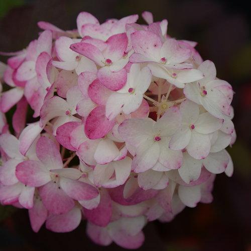 Hydrangea Paniculata Firelight Tidbit - View 17 from www redcrocus com