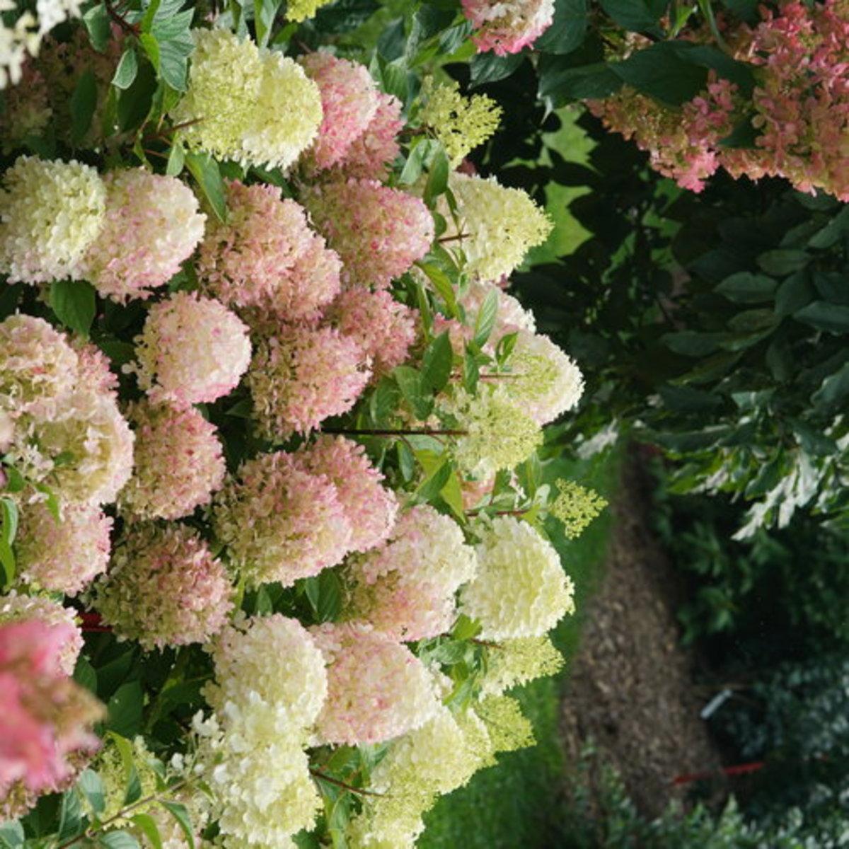 Hydrangea Paniculata Firelight Tidbit - View 18 from www redcrocus com