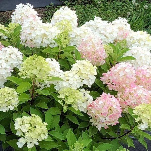Hydrangea Paniculata Firelight Tidbit - View 19 from www redcrocus com