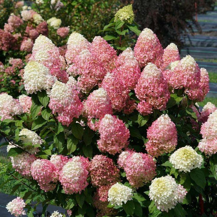 Hydrangea Paniculata Firelight Tidbit - View 20 from www redcrocus com