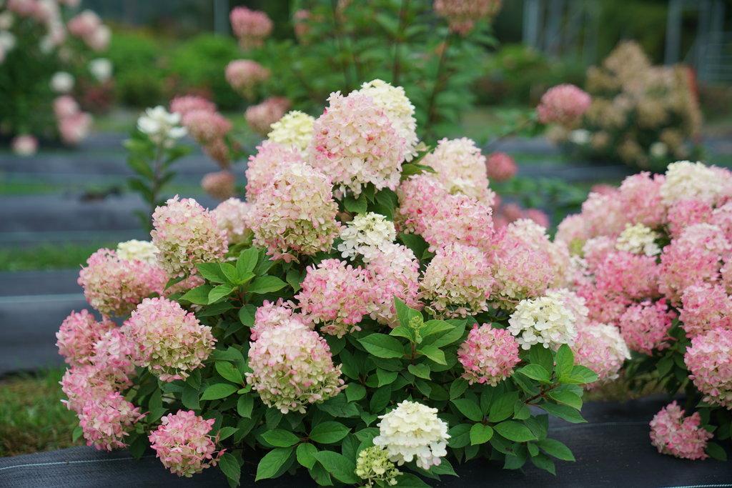 Hydrangea Paniculata Firelight Tidbit - View 2 from www redcrocus com