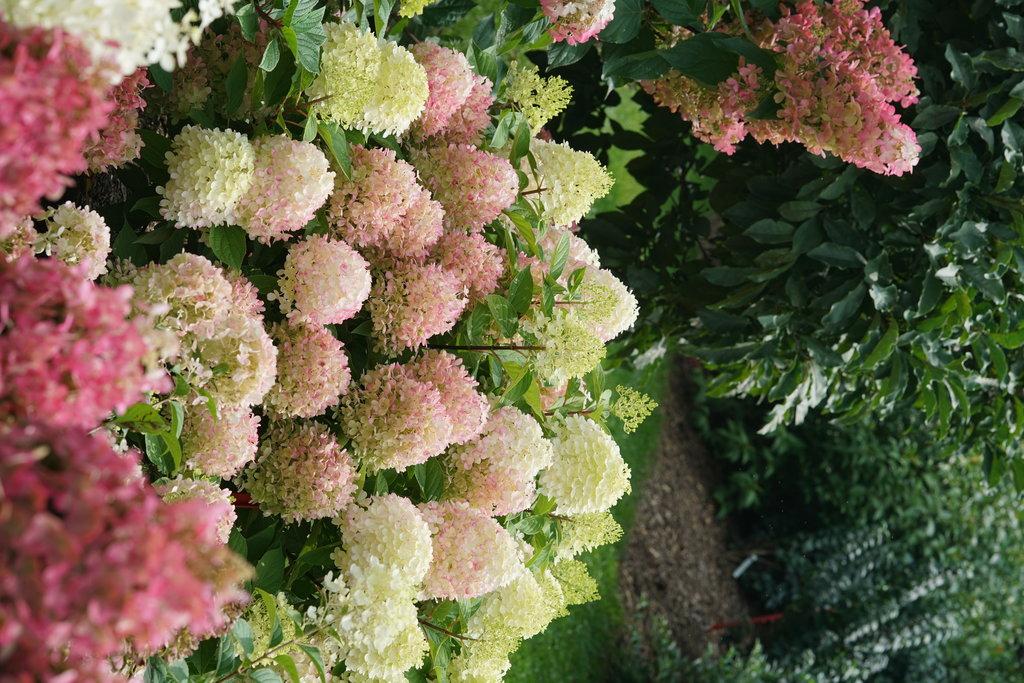 Hydrangea Paniculata Firelight Tidbit - View 3 from www redcrocus com
