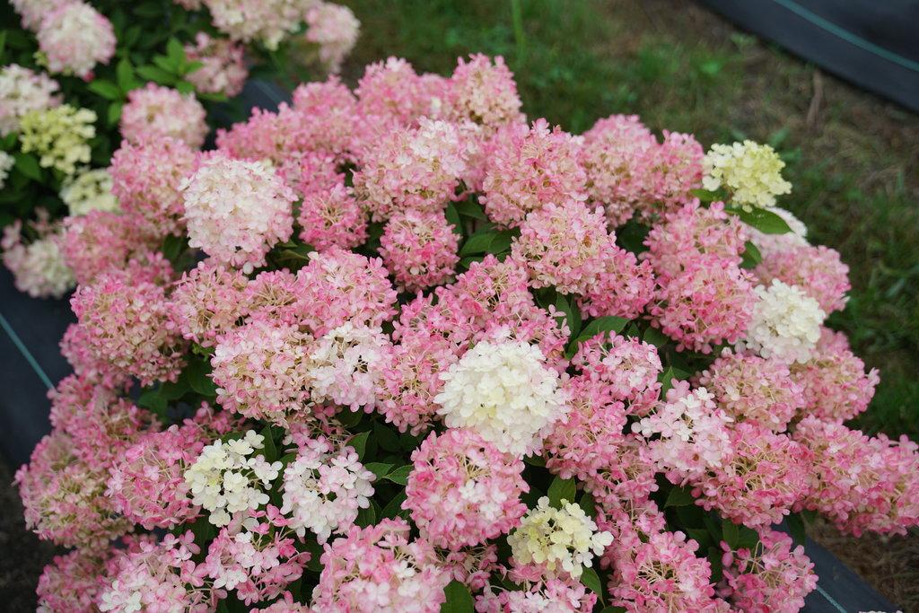 Hydrangea Paniculata Firelight Tidbit - View 4 from www redcrocus com