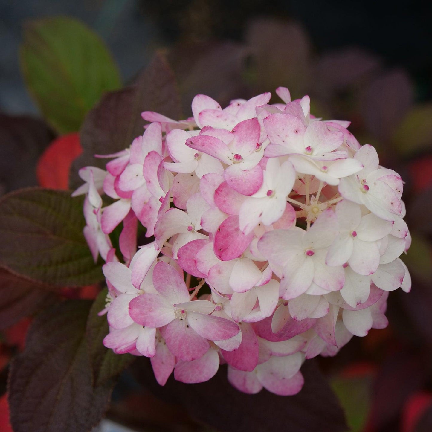 Hydrangea Paniculata Firelight Tidbit - View 6 from www redcrocus com