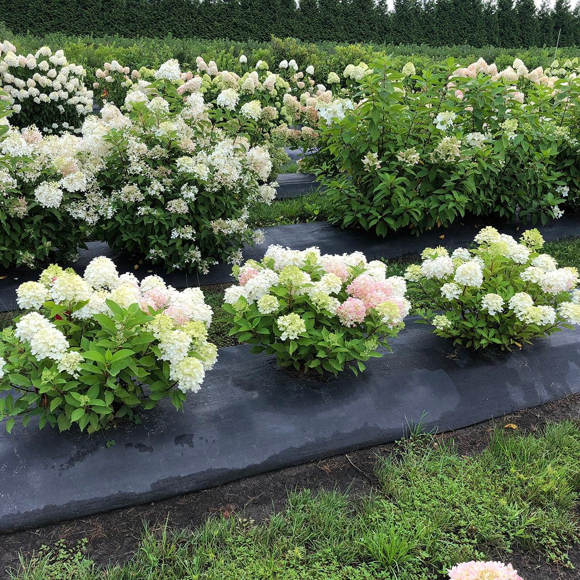 Hydrangea Paniculata Firelight Tidbit - View 7 from www redcrocus com
