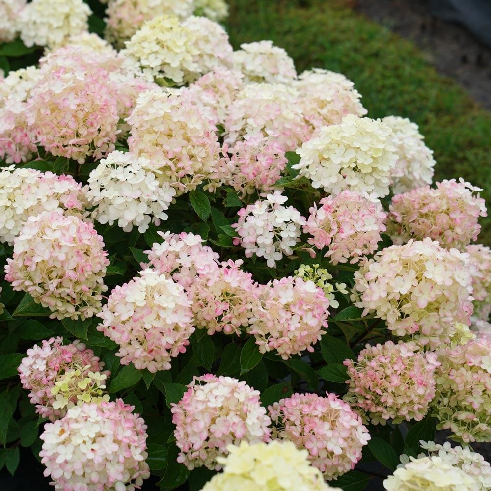 Hydrangea Paniculata Firelight Tidbit - View 8 from www redcrocus com