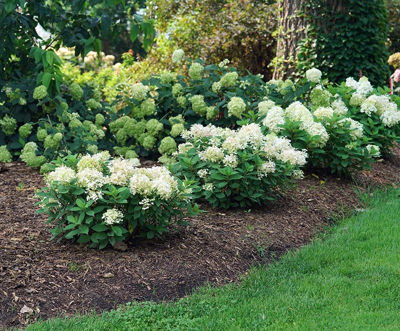 Hydrangea Paniculata Firelight Tidbit - View 9 from www redcrocus com