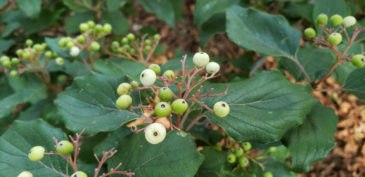 Cornus Drummondii - View 10 from www redcrocus com