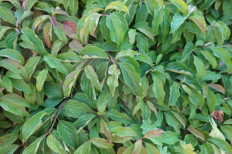 Cornus Drummondii - View 11 from www redcrocus com