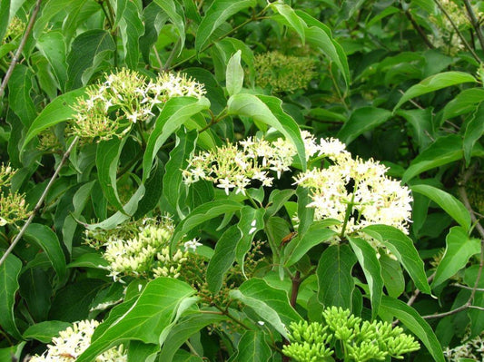 Cornus Drummondii - View 1 from www redcrocus com
