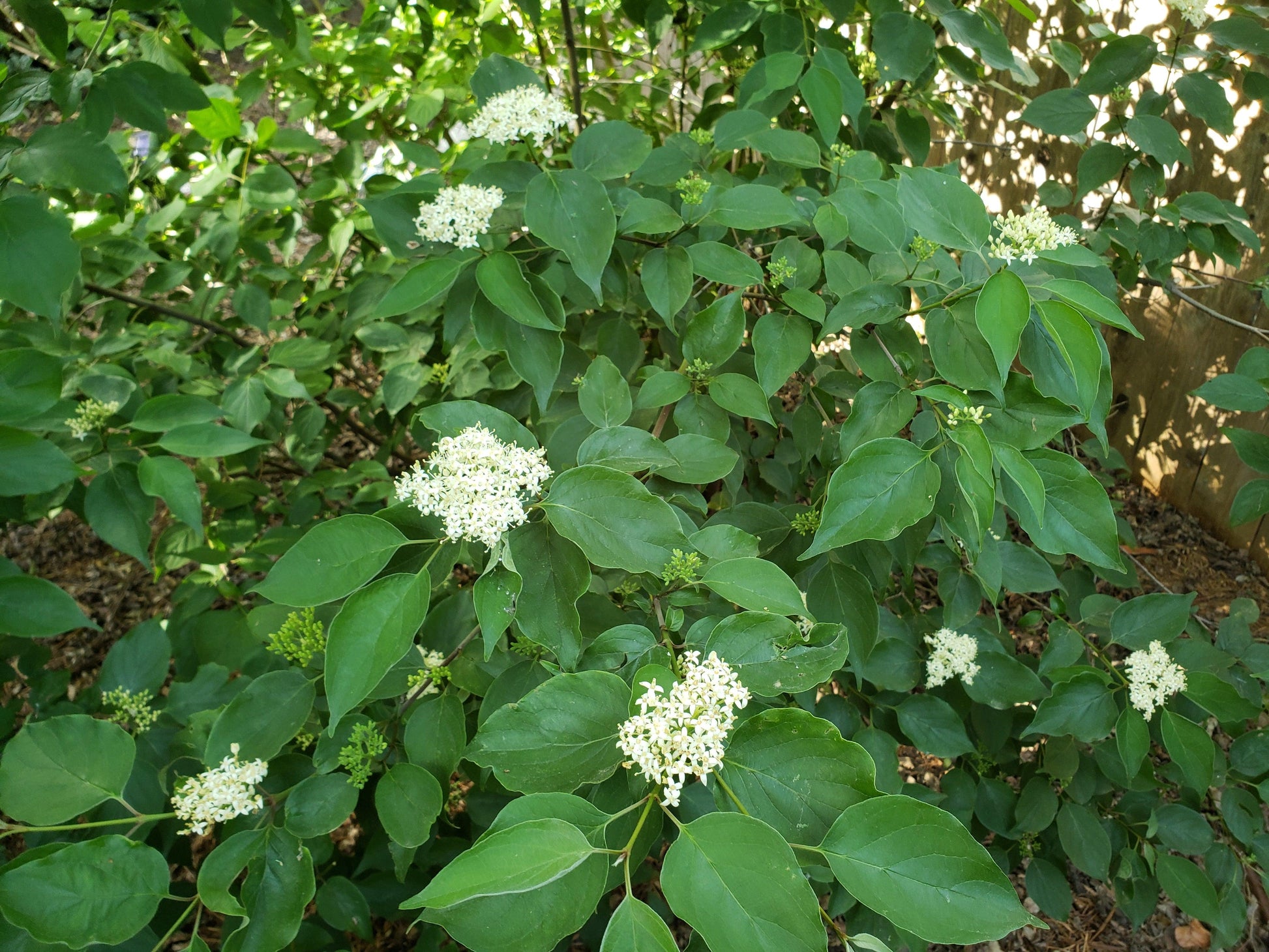 Cornus Drummondii - View 3 from www redcrocus com
