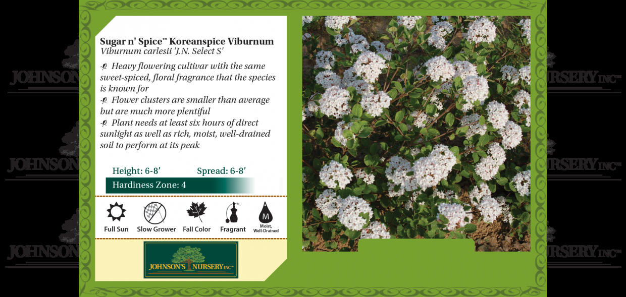 Viburnum Carlesii Sugar N Spice - View 18 from www redcrocus com