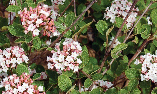 Viburnum Carlesii Sugar N Spice - View 1 from www redcrocus com