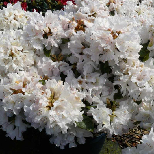 Rhododendron Dora Amateis - View 10 from www redcrocus com