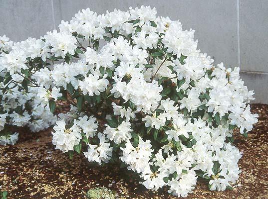 Rhododendron Dora Amateis - View 12 from www redcrocus com