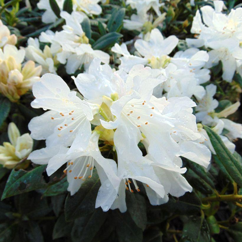 Rhododendron Dora Amateis - View 13 from www redcrocus com