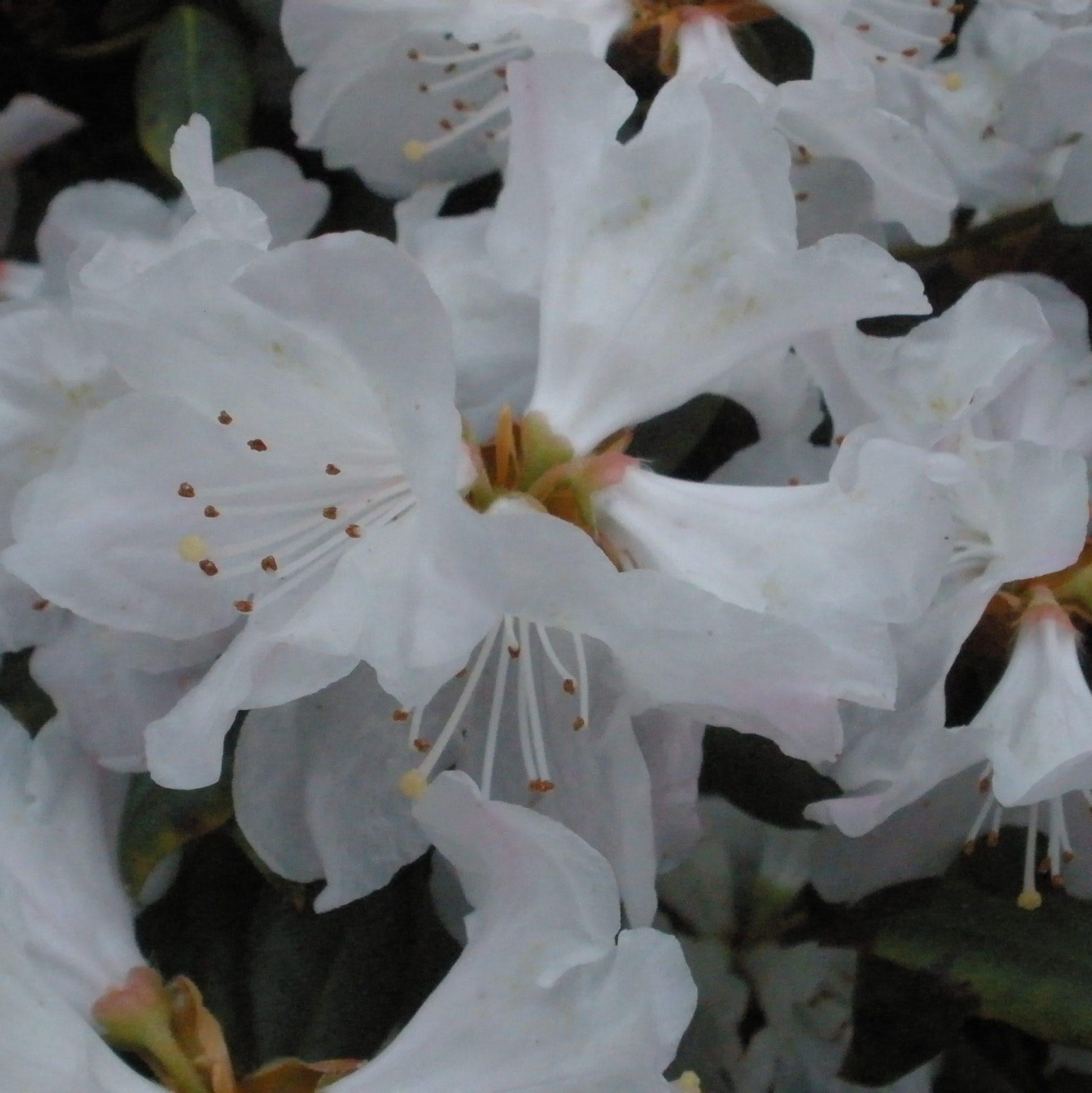 Rhododendron Dora Amateis - View 14 from www redcrocus com