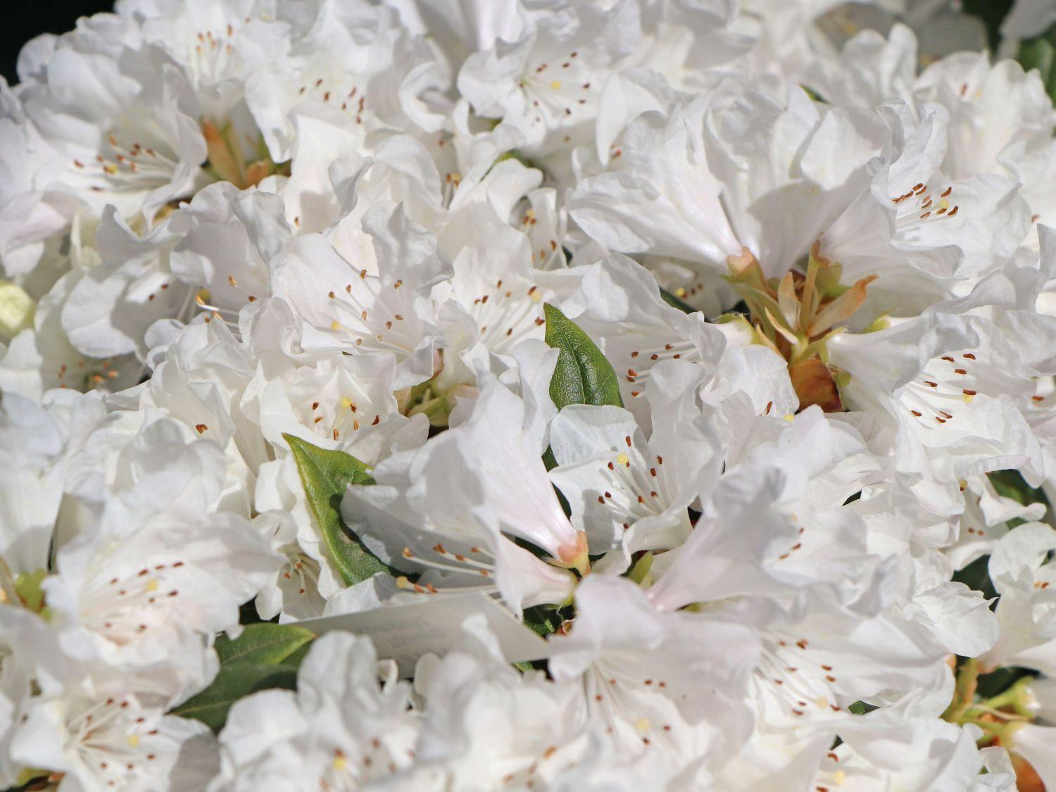 Rhododendron Dora Amateis - View 16 from www redcrocus com