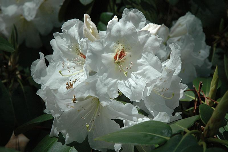 Rhododendron Dora Amateis - View 17 from www redcrocus com