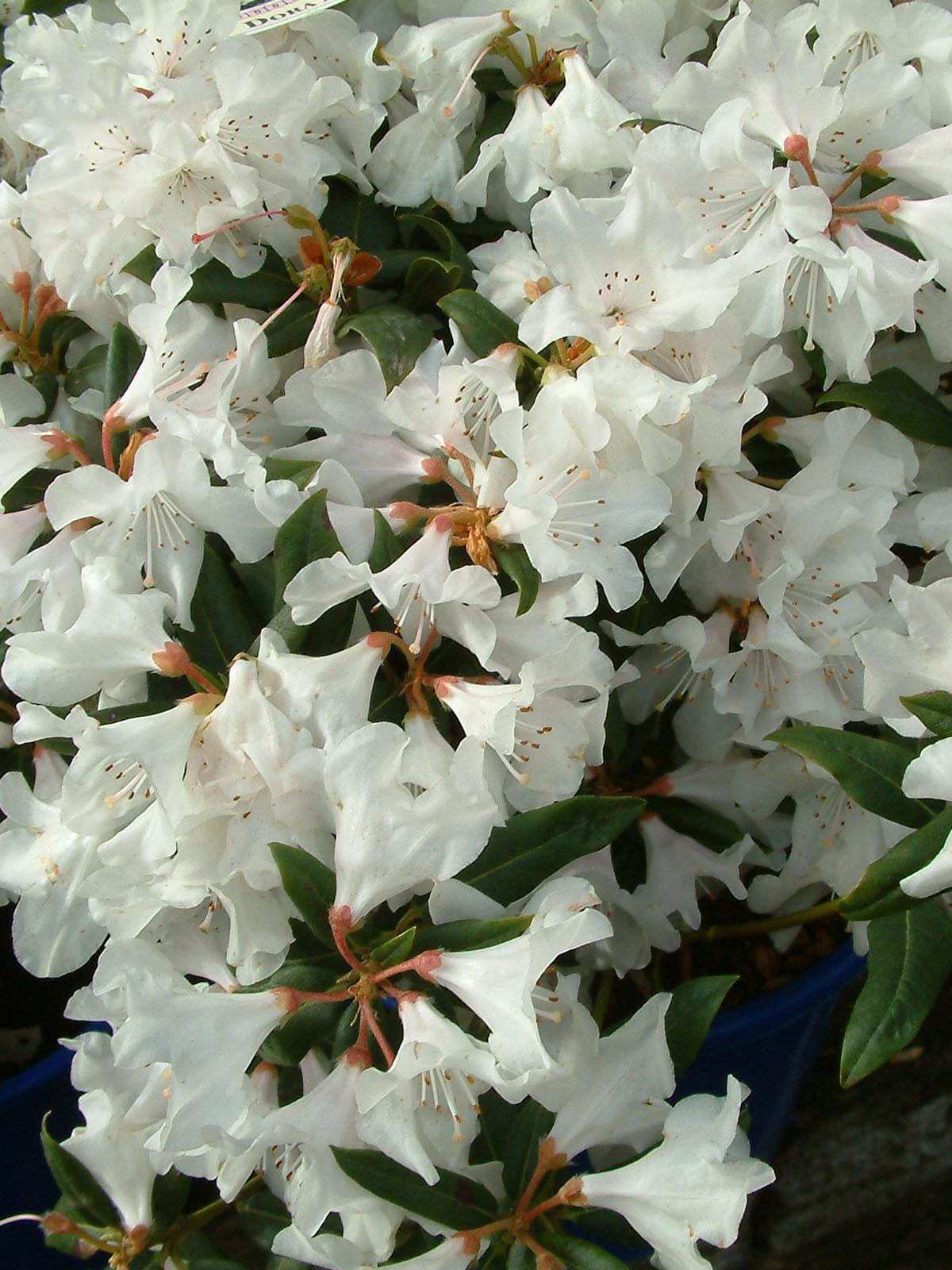 Rhododendron Dora Amateis - View 18 from www redcrocus com