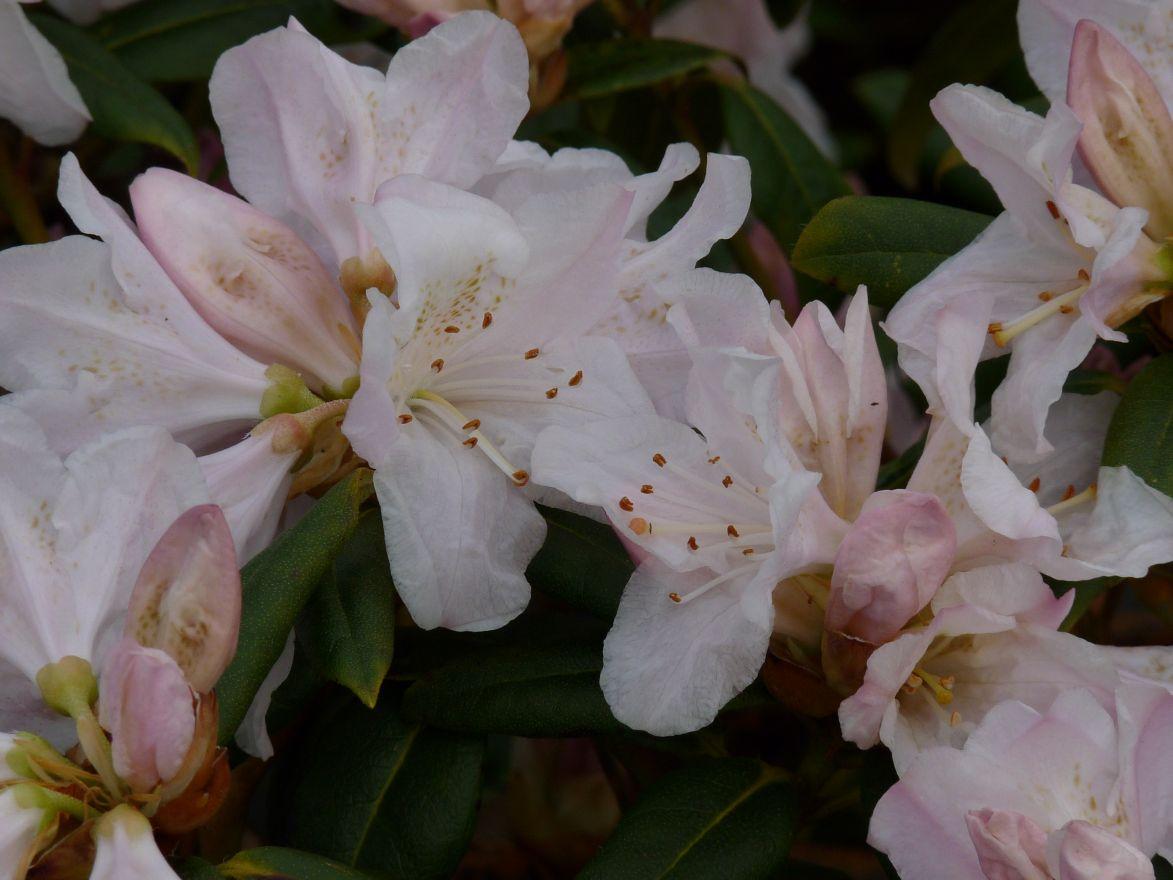 Rhododendron Dora Amateis - View 19 from www redcrocus com