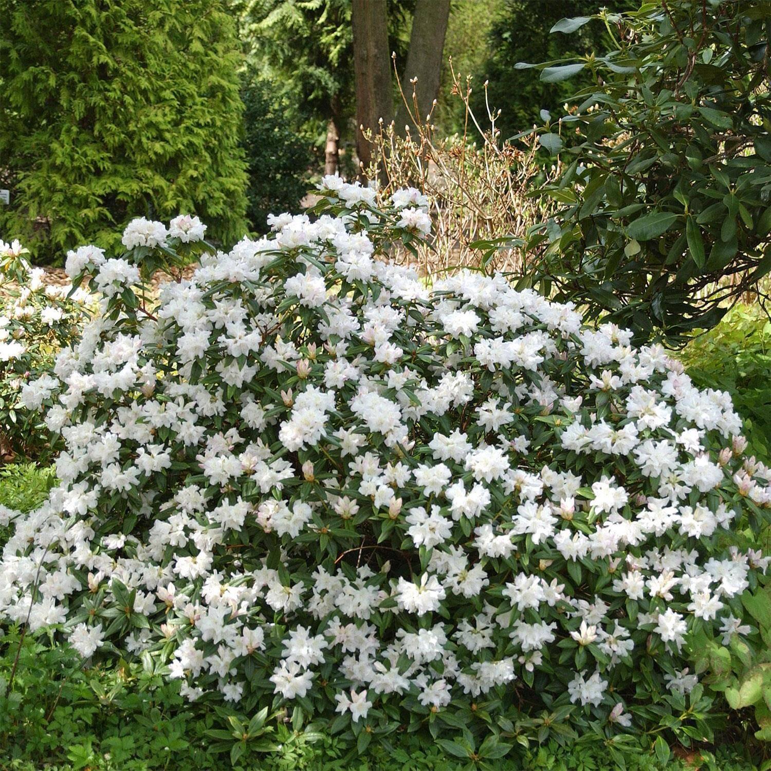 Rhododendron Dora Amateis - View 1 from www redcrocus com