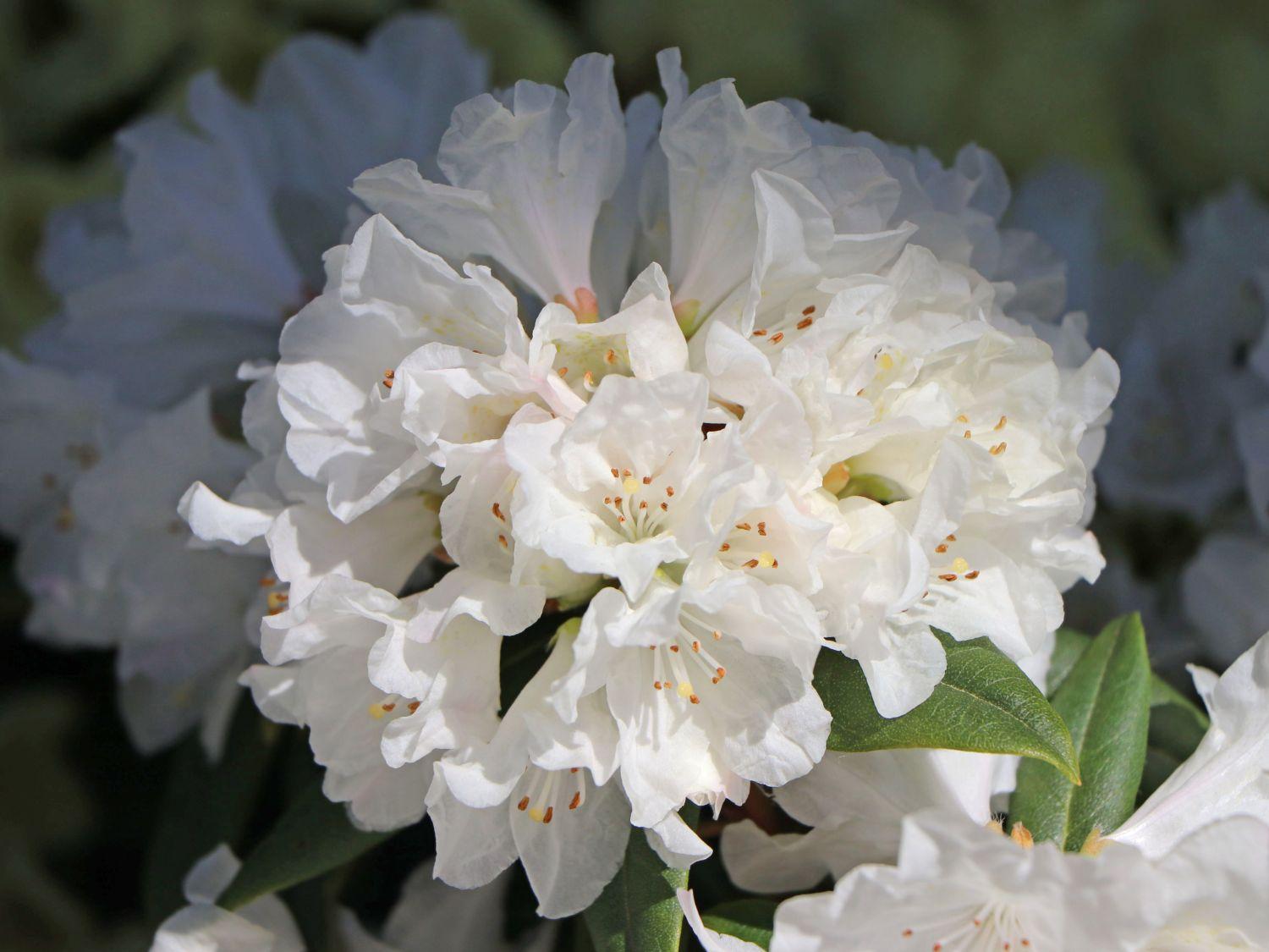 Rhododendron Dora Amateis - View 2 from www redcrocus com