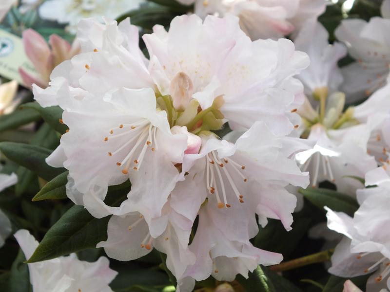 Rhododendron Dora Amateis - View 4 from www redcrocus com
