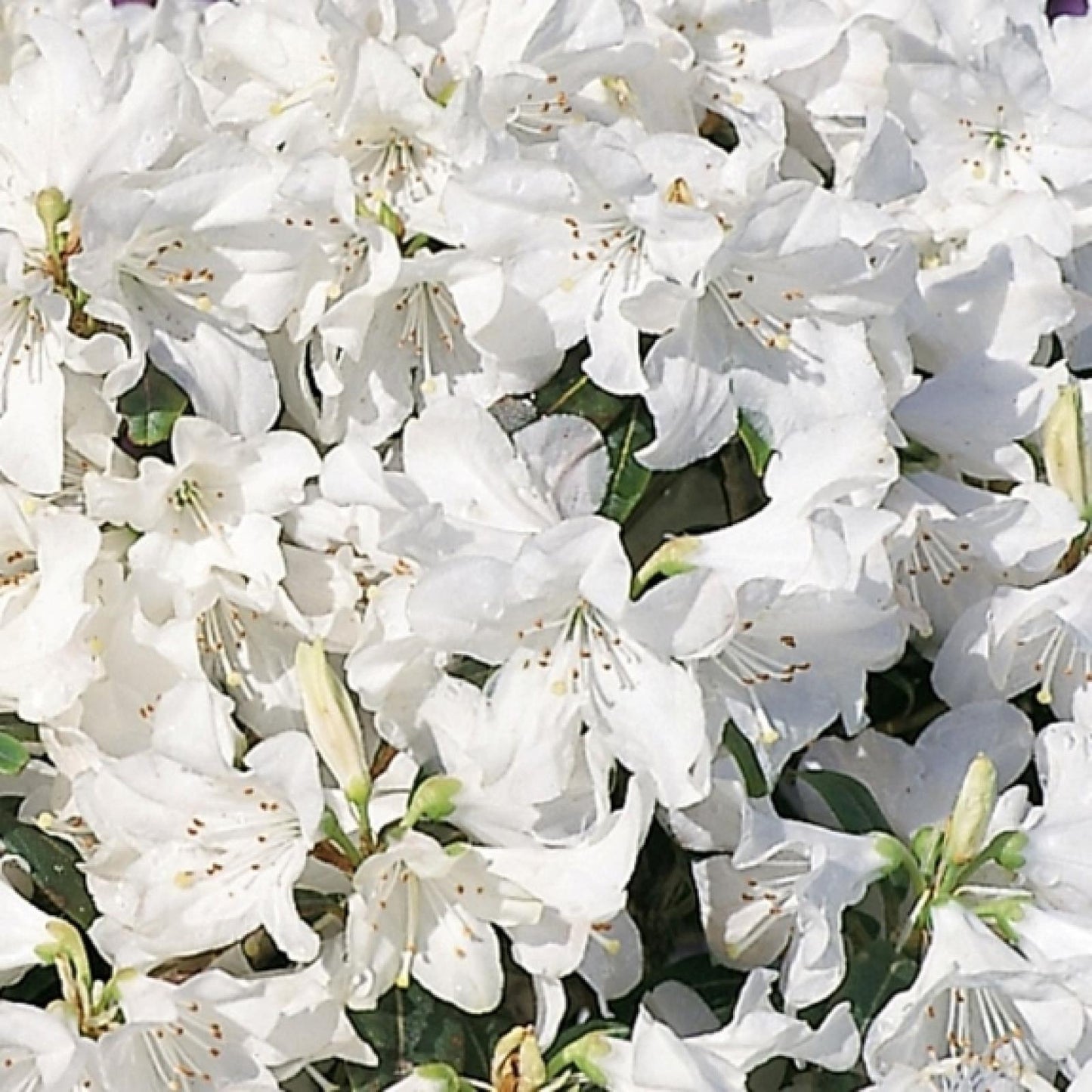 Rhododendron Dora Amateis - View 6 from www redcrocus com