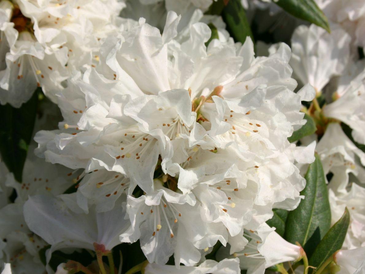 Rhododendron Dora Amateis - View 7 from www redcrocus com
